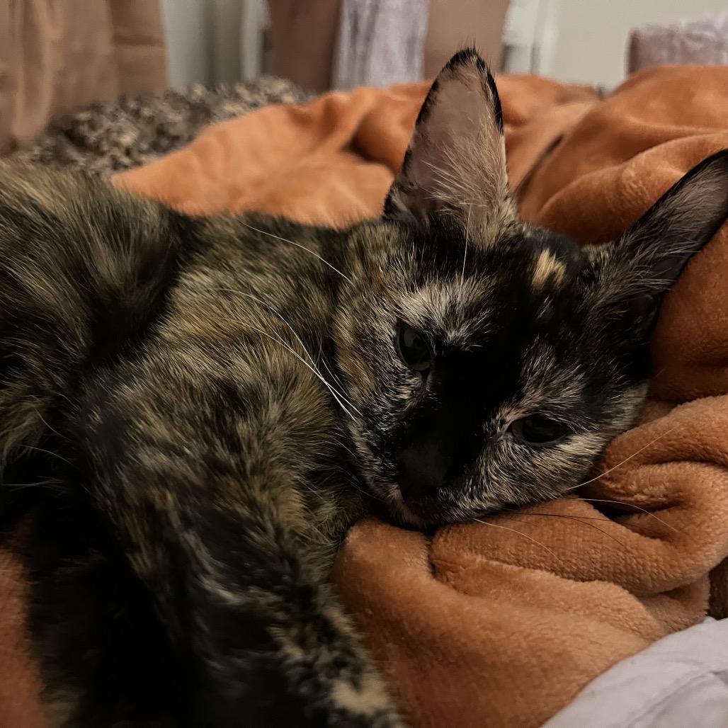 Enlarge Plaster, a Adoptable Domestic Short Hair in St. Paul, MN image 2/6