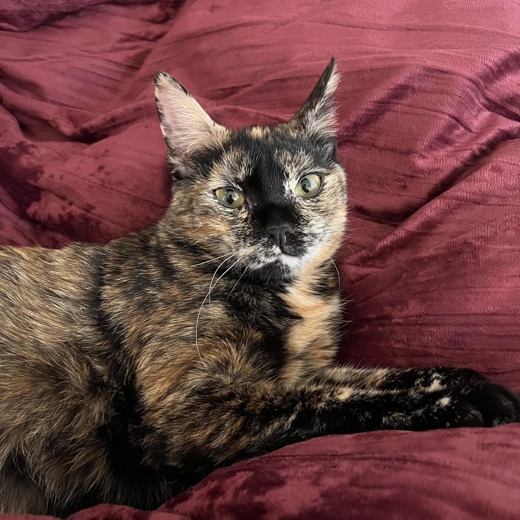 Enlarge Plaster, a Adoptable Domestic Short Hair in St. Paul, MN image 3/6