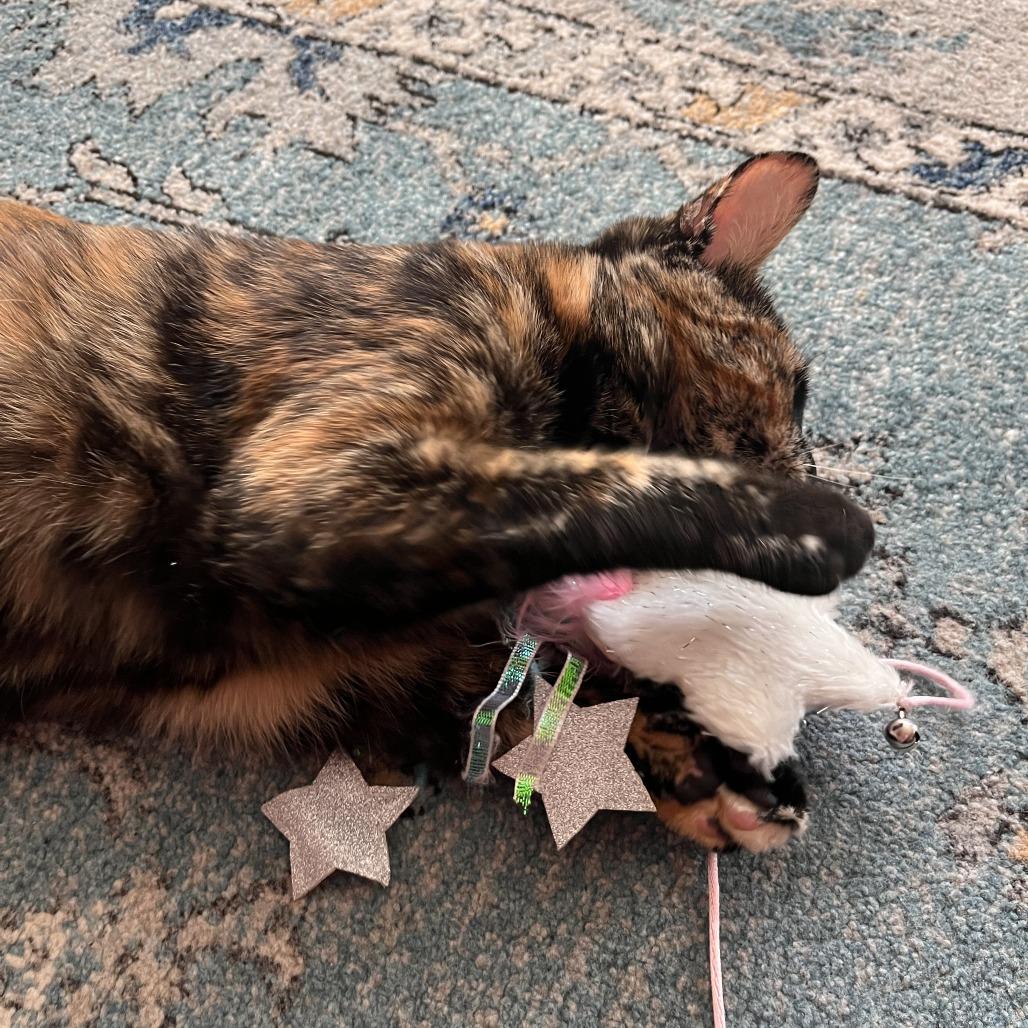 Enlarge Plaster, a Adoptable Domestic Short Hair in St. Paul, MN image 4/6