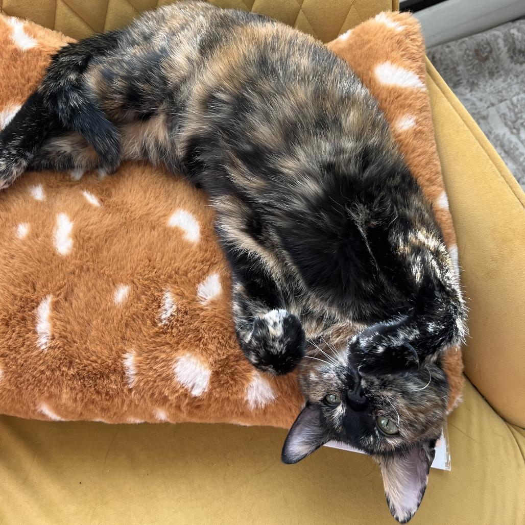 Enlarge Plaster, a Adoptable Domestic Short Hair in St. Paul, MN image 5/6