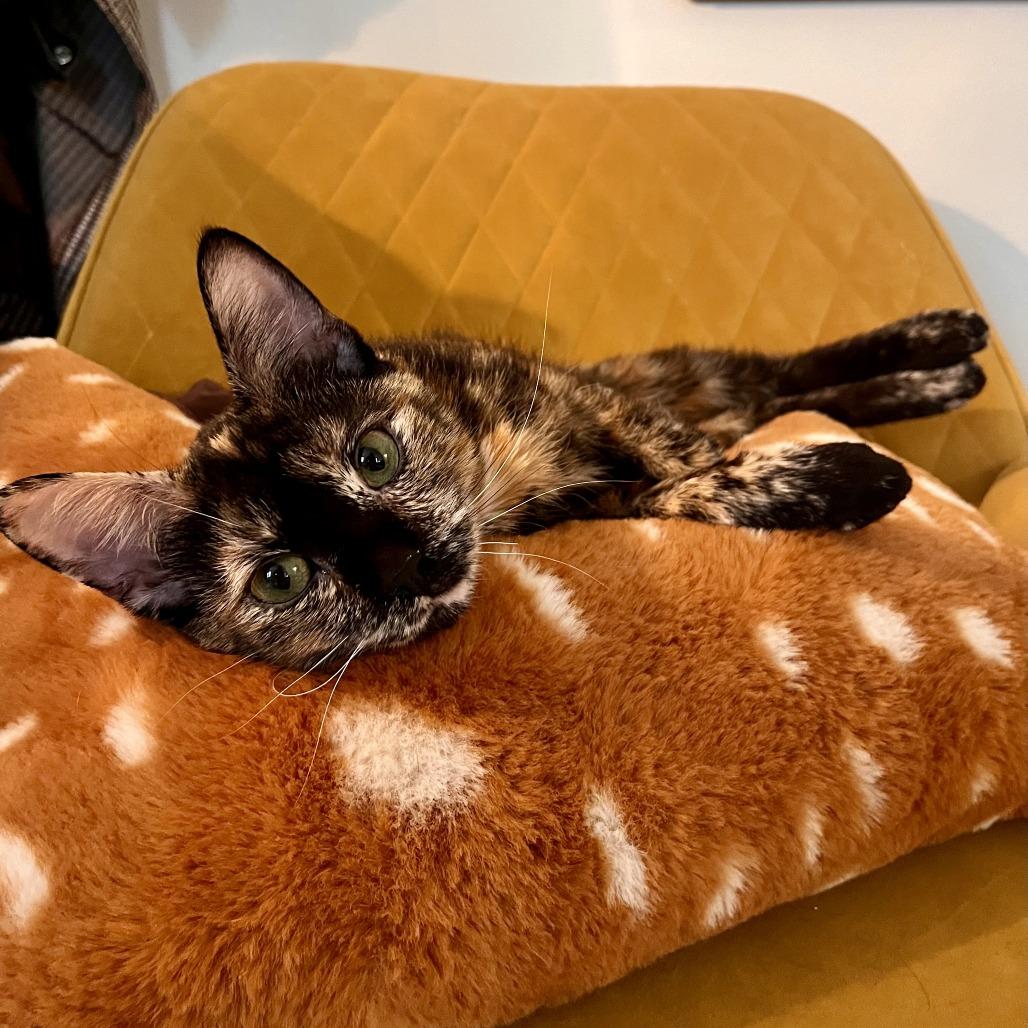 Enlarge Plaster, a Adoptable Domestic Short Hair in St. Paul, MN image 6/6