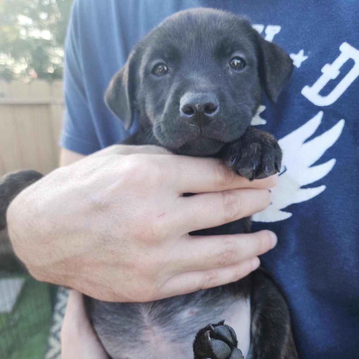 Enlarge COCOA BEAN!, a Adoptable mixed breed in Trabuco Canyon, CA image 2/6