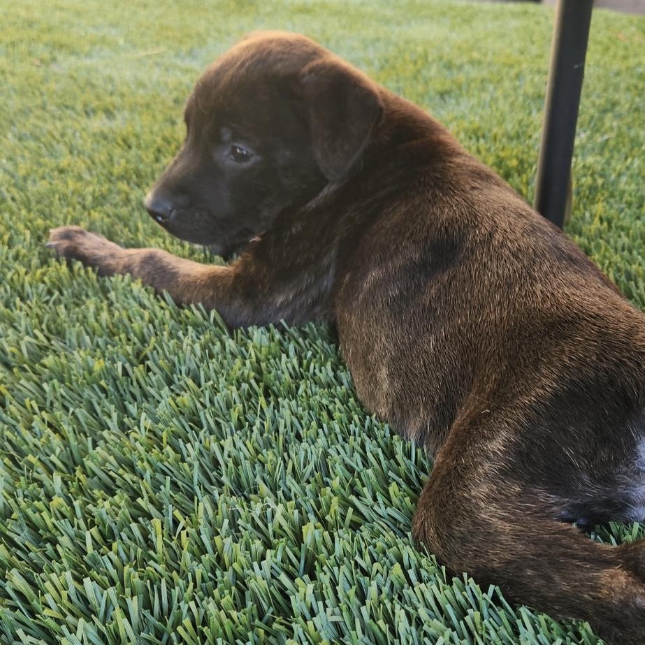 Enlarge COCOA BEAN!, a Adoptable mixed breed in Trabuco Canyon, CA image 6/6