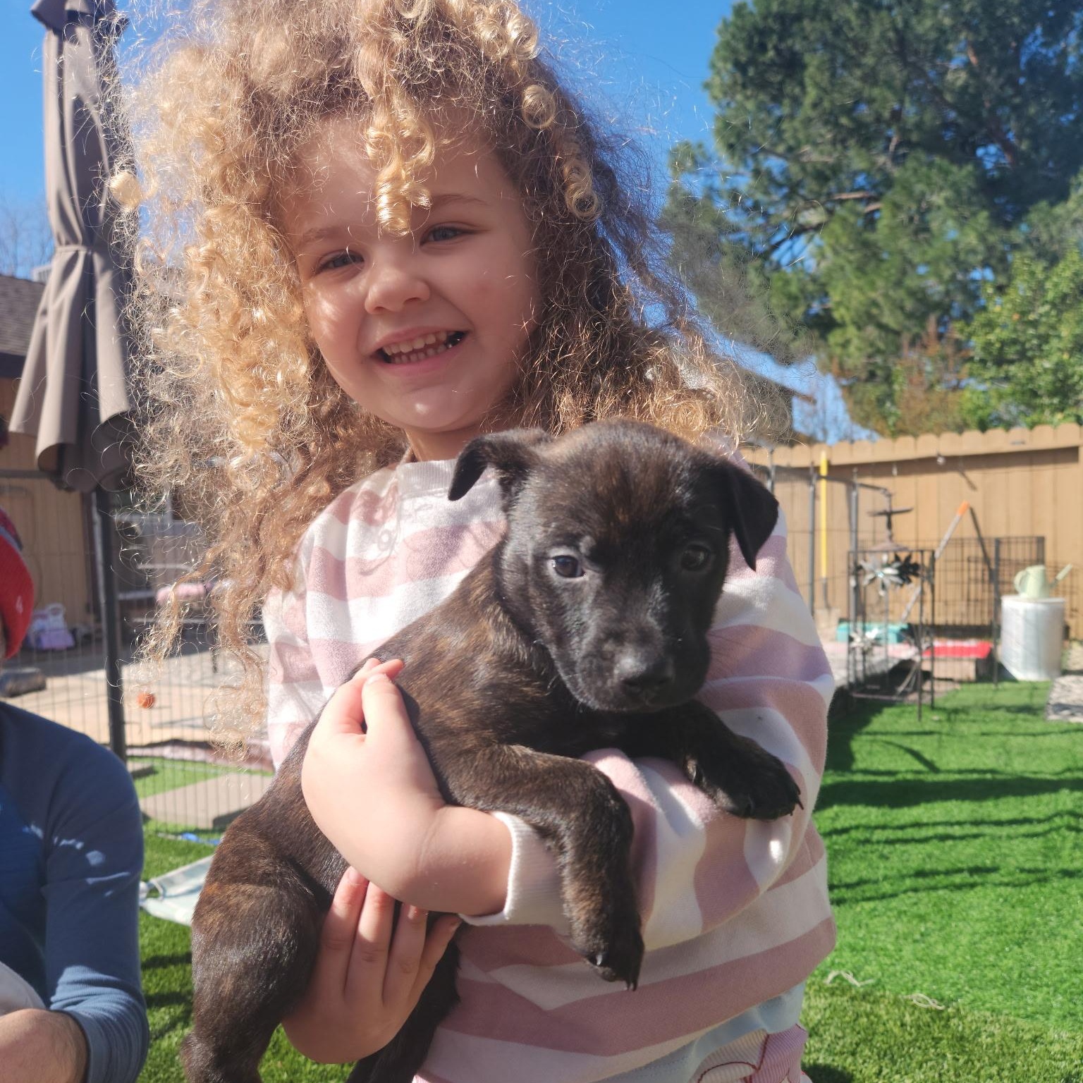 Enlarge COCOA BEAN!, a Adoptable mixed breed in Trabuco Canyon, CA image 3/6