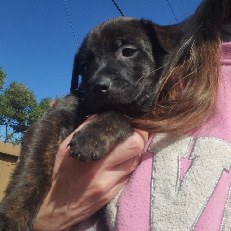 Enlarge COCOA BEAN!, a Adoptable mixed breed in Trabuco Canyon, CA image 1/6