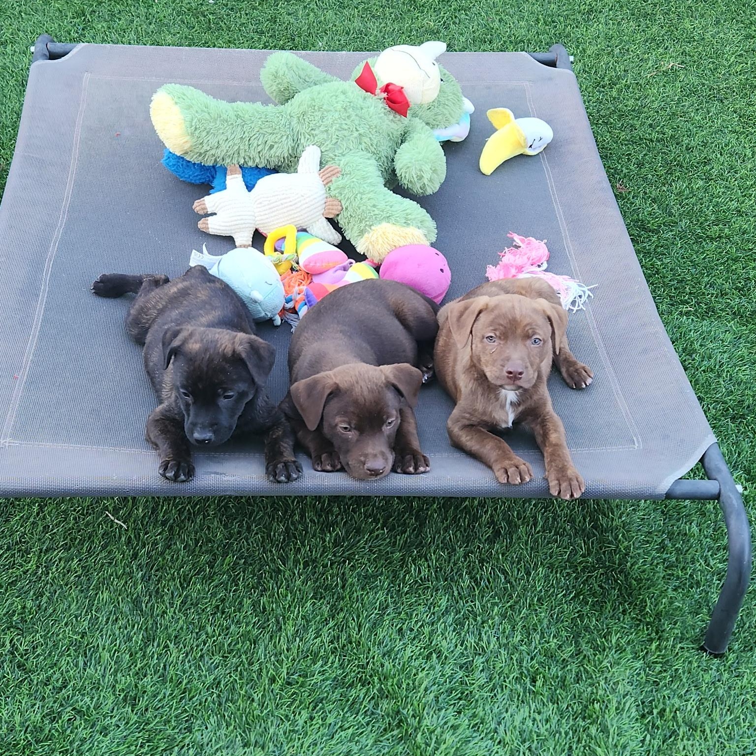 Enlarge COCOA BEAN!, a Adoptable mixed breed in Trabuco Canyon, CA image 4/6