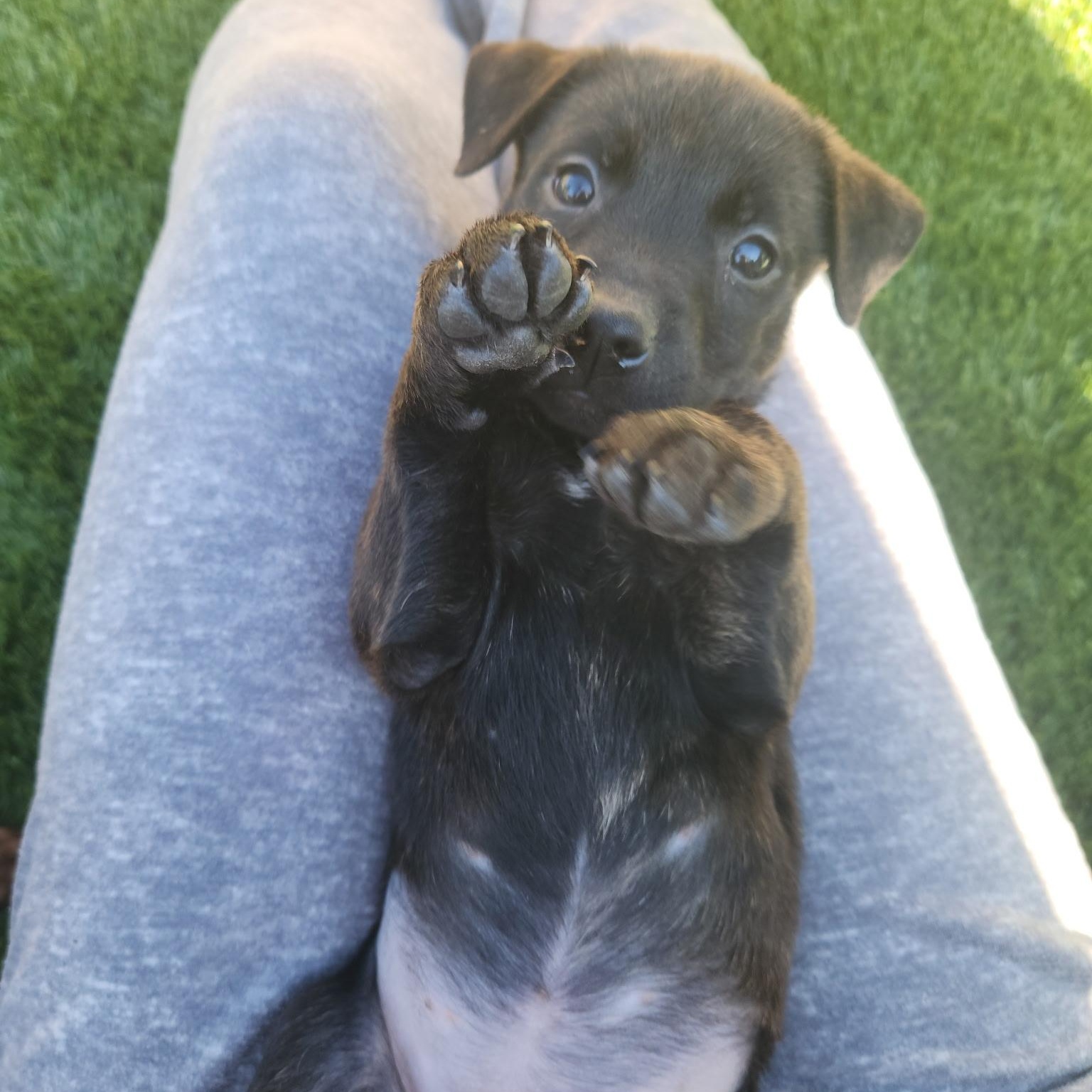 Enlarge COCOA BEAN!, a Adoptable mixed breed in Trabuco Canyon, CA image 5/6