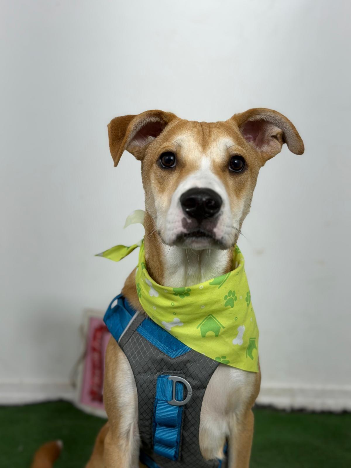 Reese-One of our Amazing Rescue Dogs photo