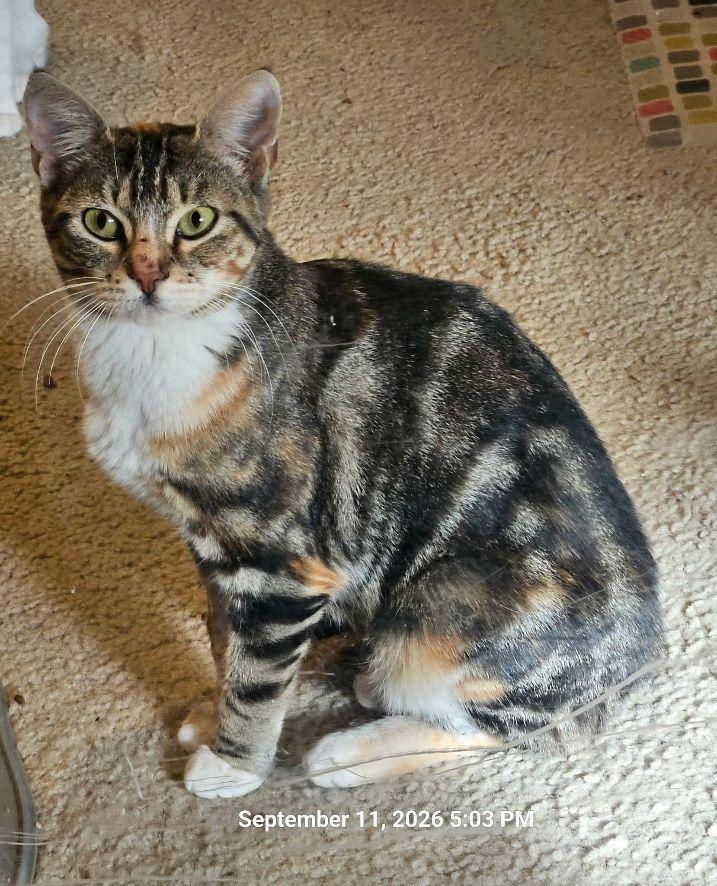 Mamacita, Adoptable, Adult Female Domestic Short Hair.