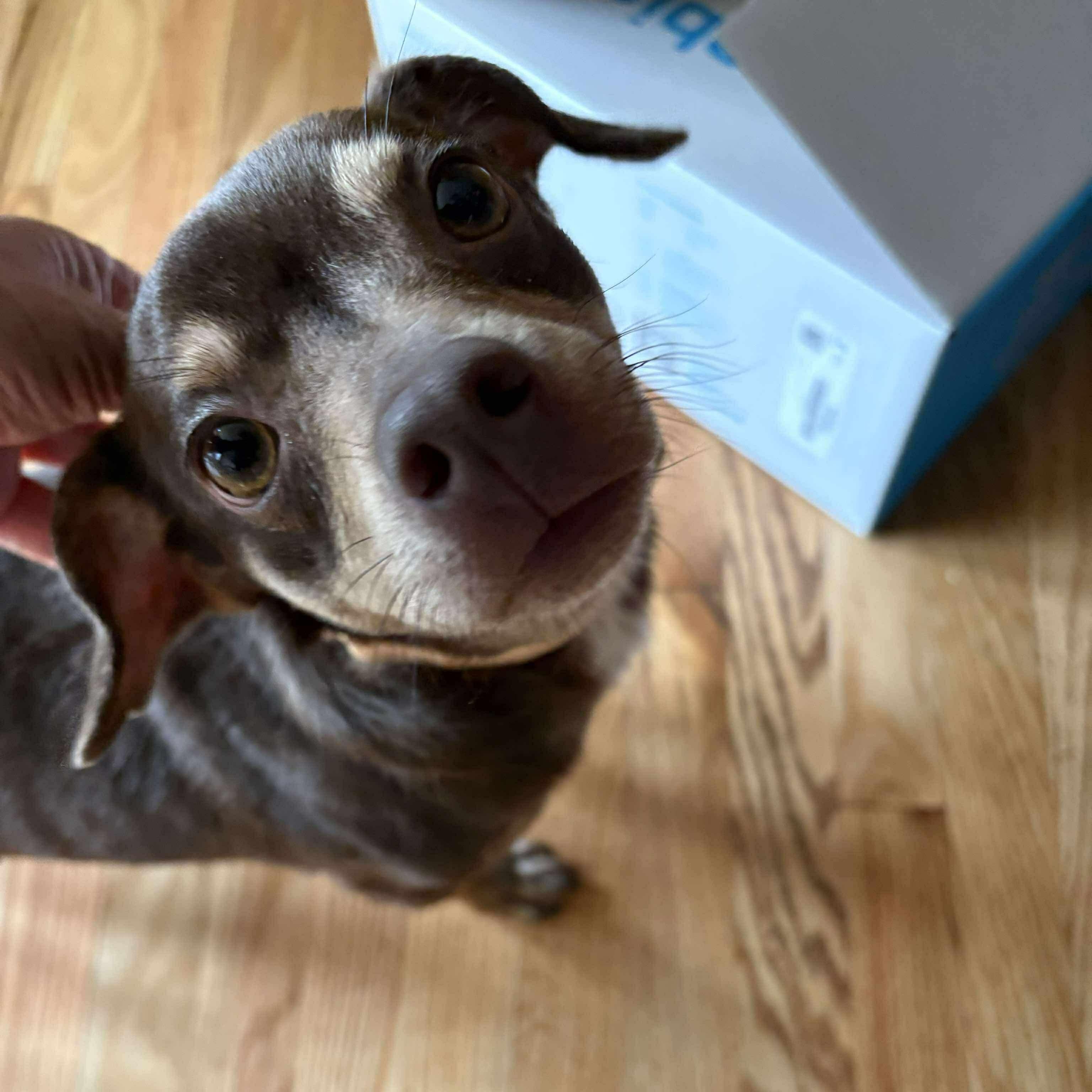 Charlie, Adult Male Chihuahua
