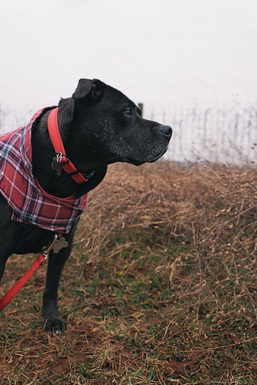 Velma, a Adoptable mixed breed in Floyd, VA image 6/6