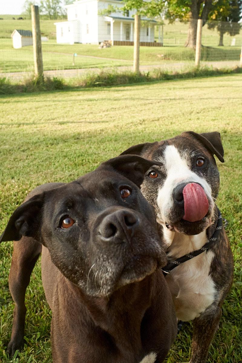 Velma, a Adoptable mixed breed in Floyd, VA image 3/6