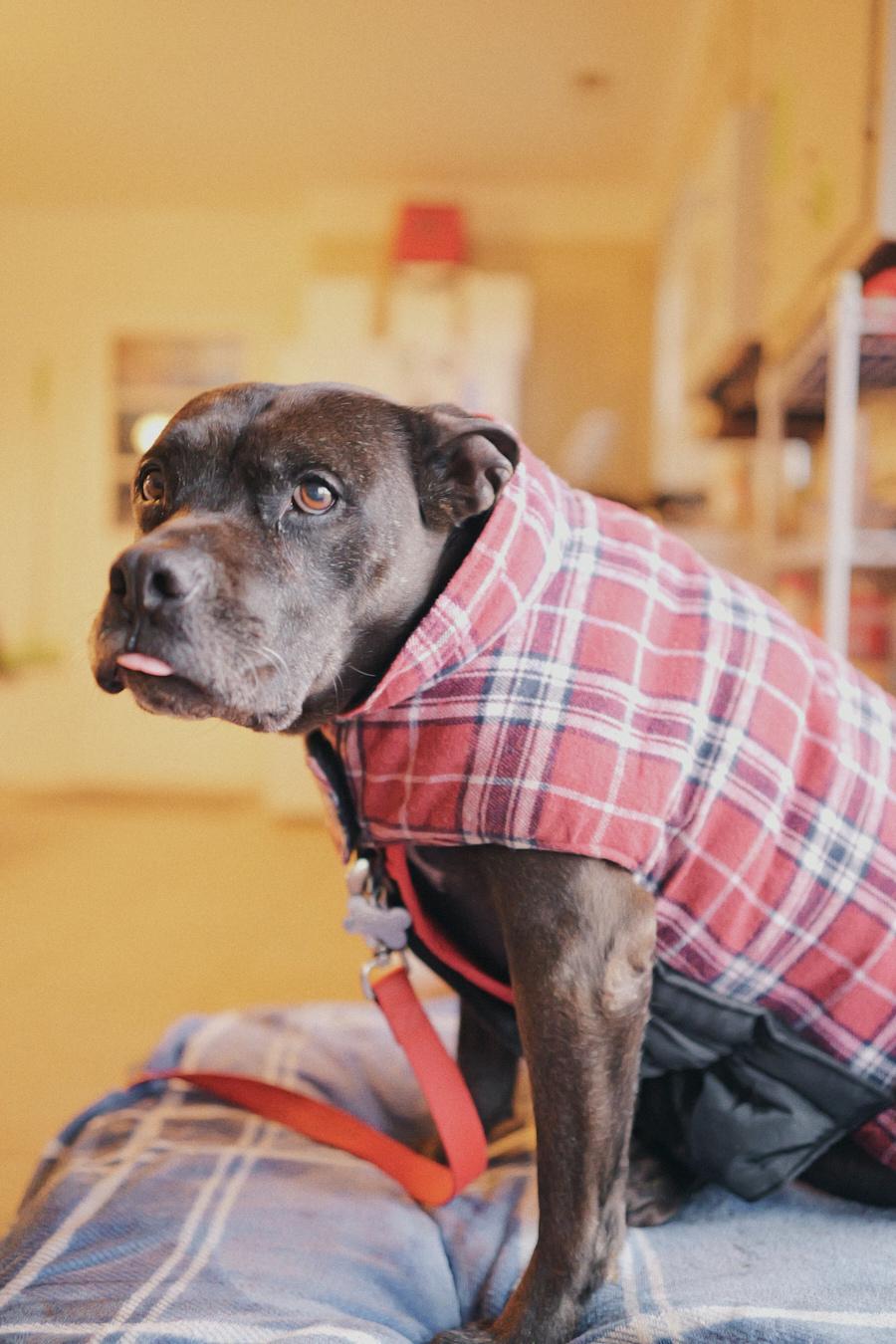 Velma, a Adoptable mixed breed in Floyd, VA image 4/6