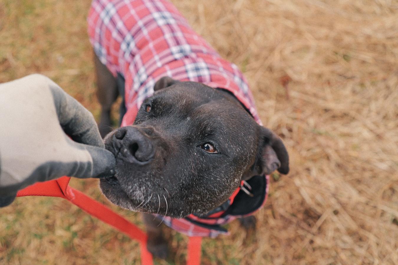 Velma, a Adoptable mixed breed in Floyd, VA image 5/6