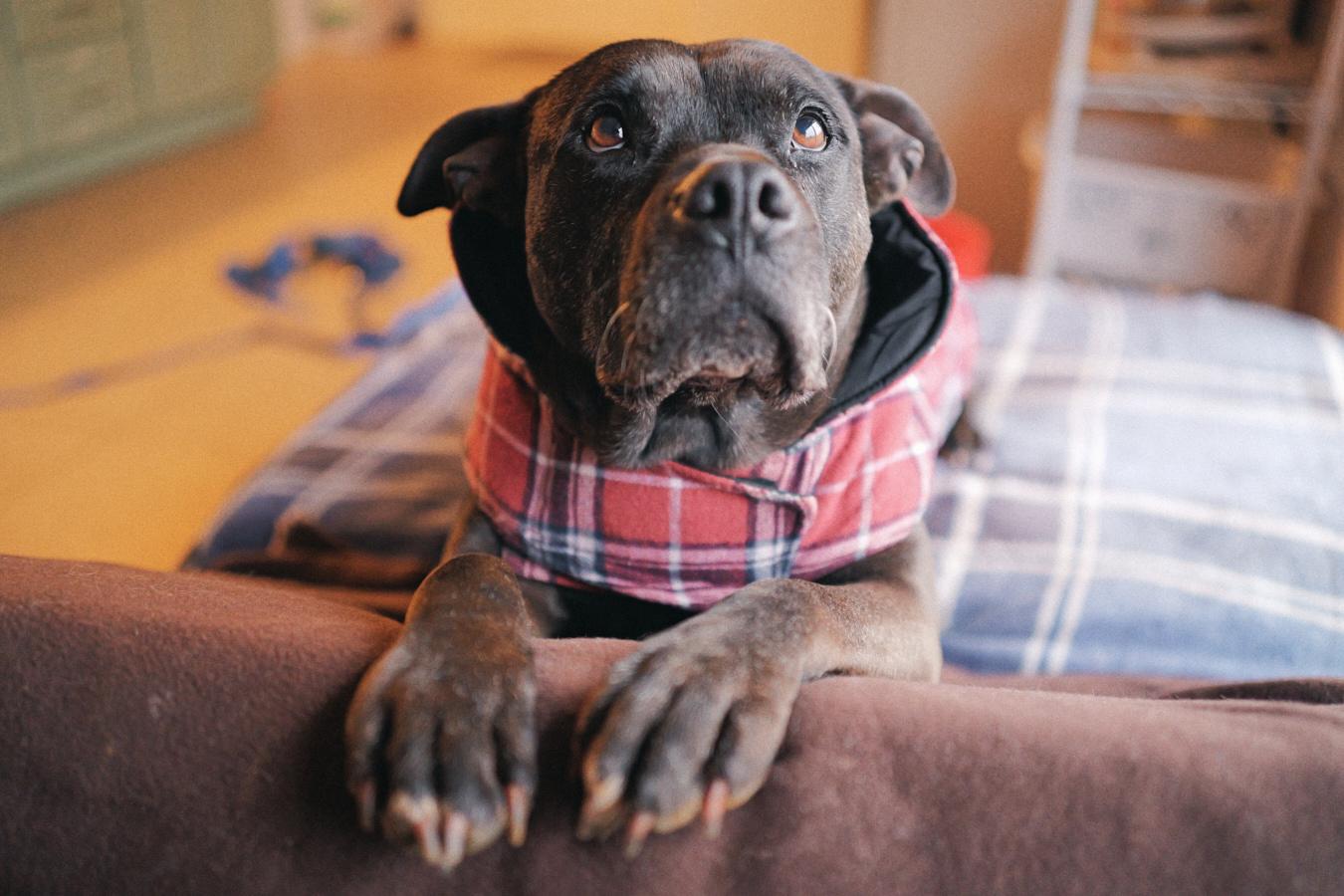 Velma, a Adoptable mixed breed in Floyd, VA image 1/6