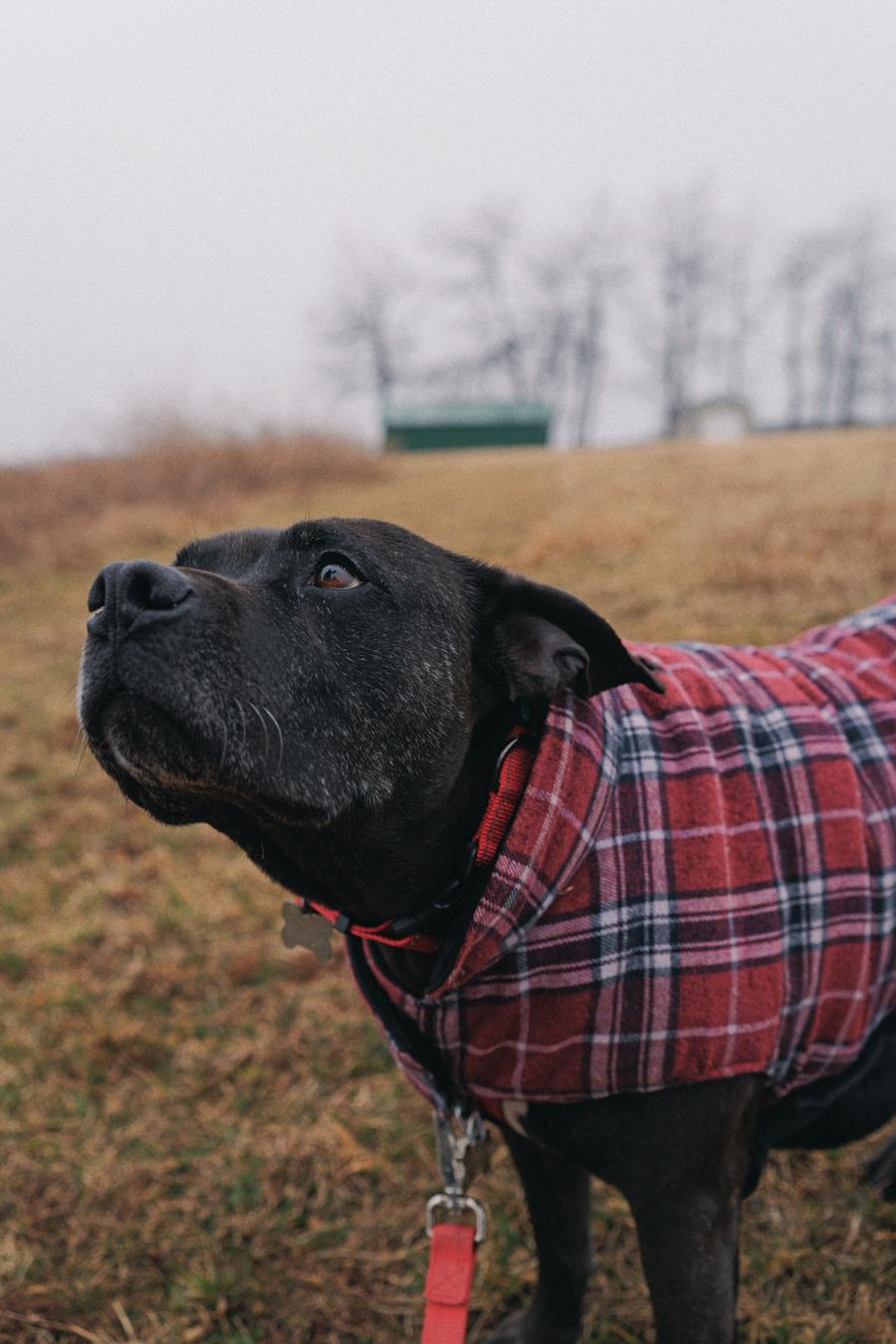 Velma, a Adoptable mixed breed in Floyd, VA image 3/6
