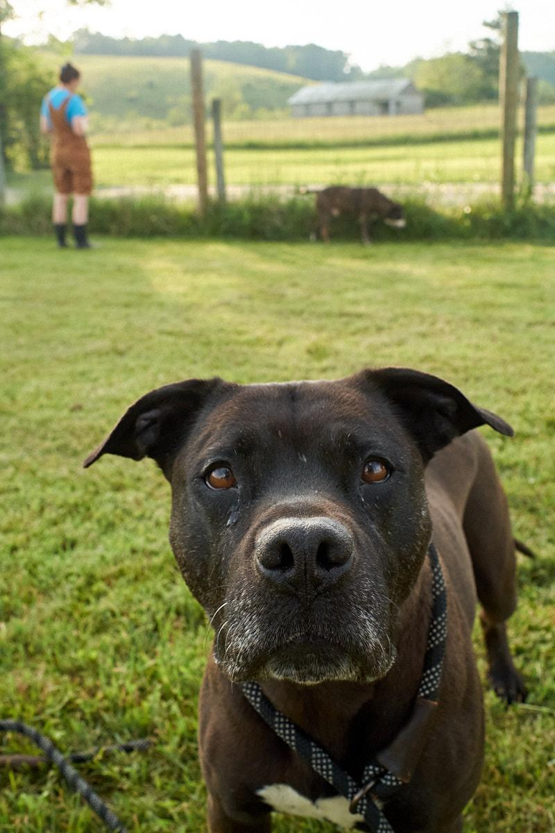 Velma, a Adoptable mixed breed in Floyd, VA image 2/6