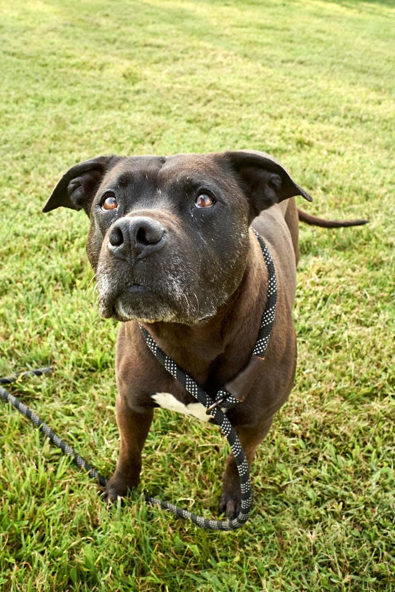 Velma, a Adoptable mixed breed in Floyd, VA image 1/6
