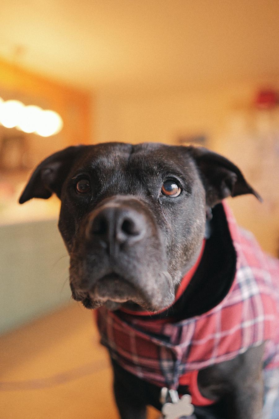 Velma, a Adoptable mixed breed in Floyd, VA image 2/6