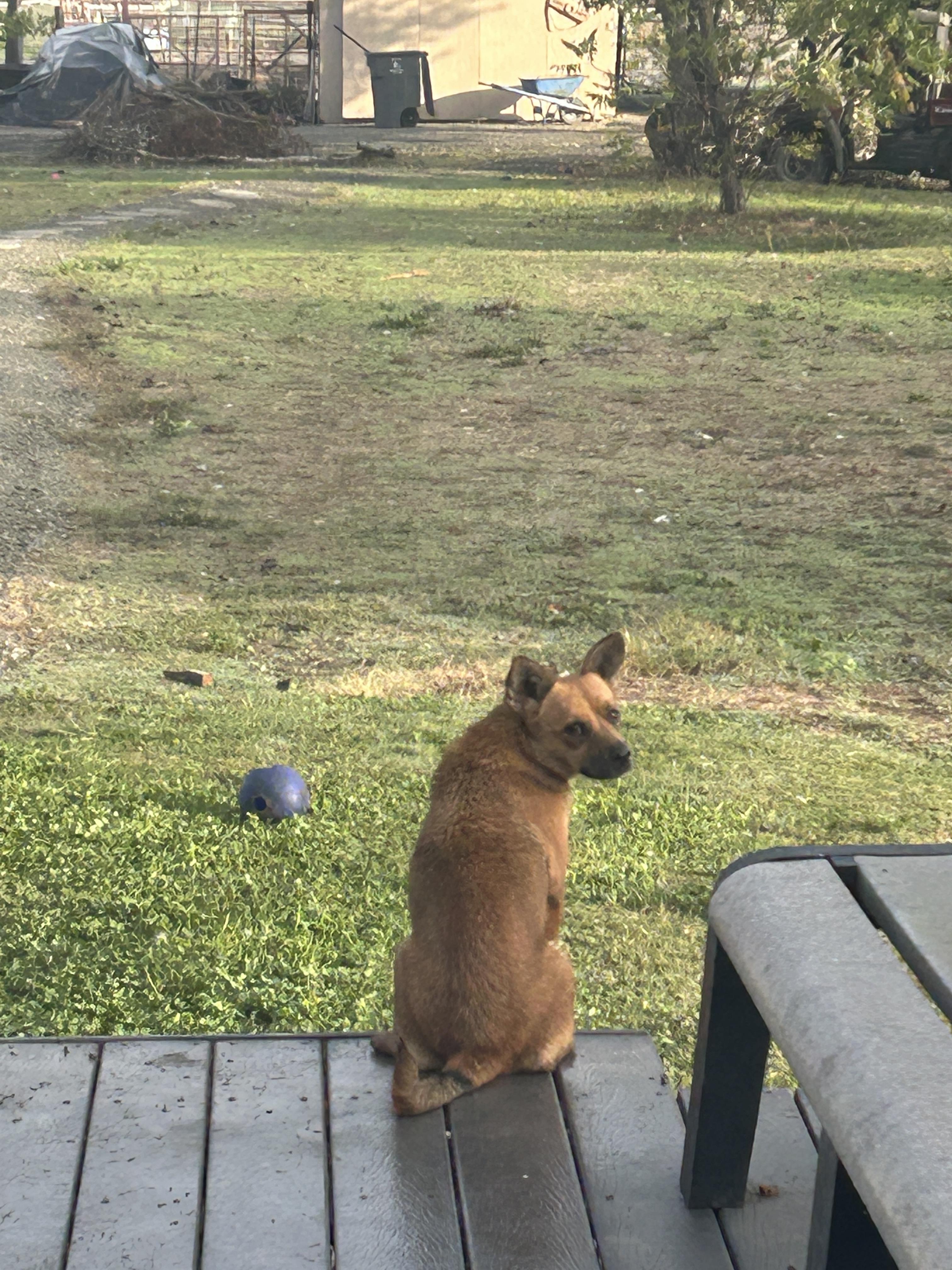 Enlarge Georgia, a Adopted Mixed Breed in Vacaville, CA image 1/3