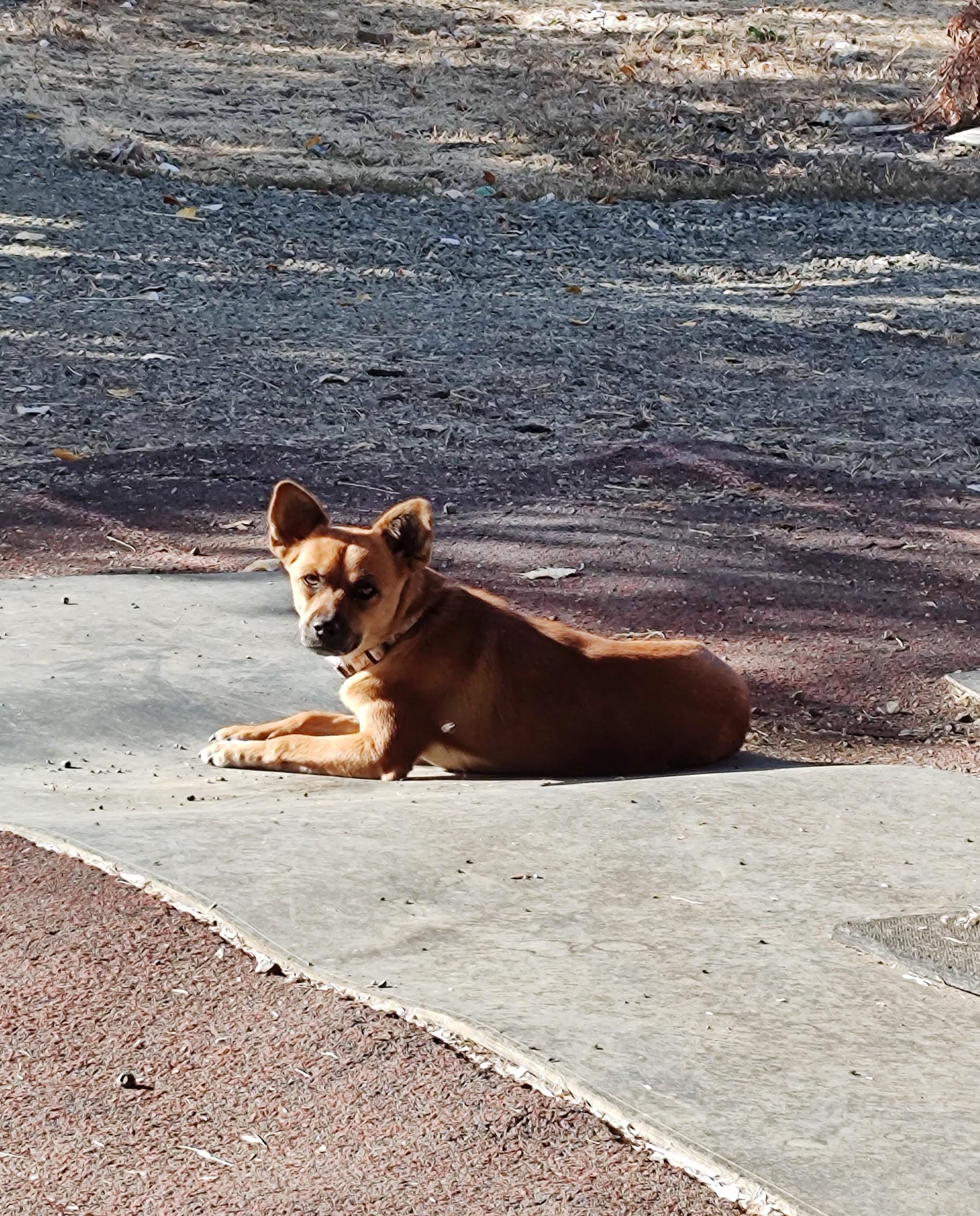 Enlarge Georgia, a Adopted Mixed Breed in Vacaville, CA image 2/3