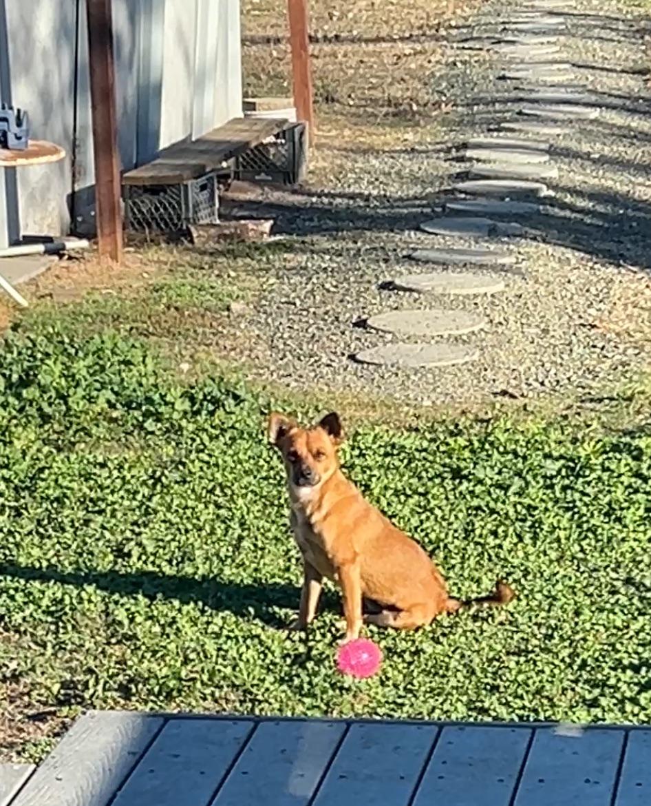 Enlarge Georgia, a Adopted Mixed Breed in Vacaville, CA image 3/3