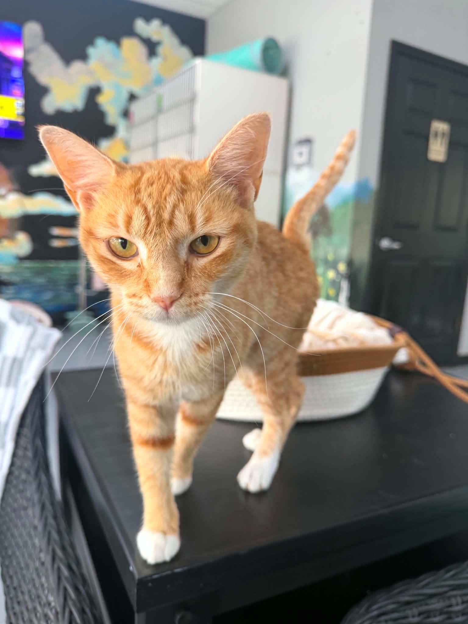Enlarge Chica, an adopted Domestic Short Hair in Tavares, FL image 1/2