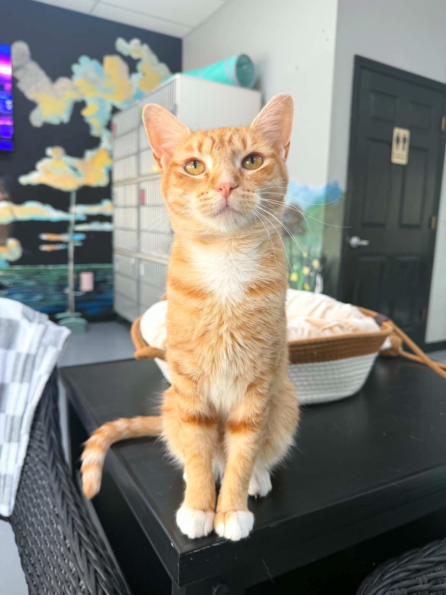 Enlarge Chica, an adopted Domestic Short Hair in Tavares, FL image 2/2