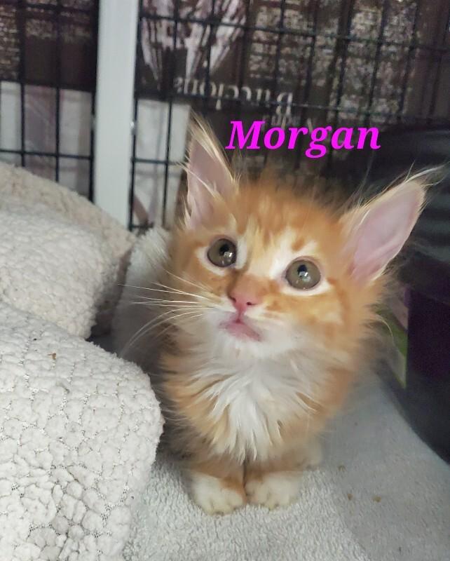 Morgan, Adoptable, Young Female Domestic Long Hair.