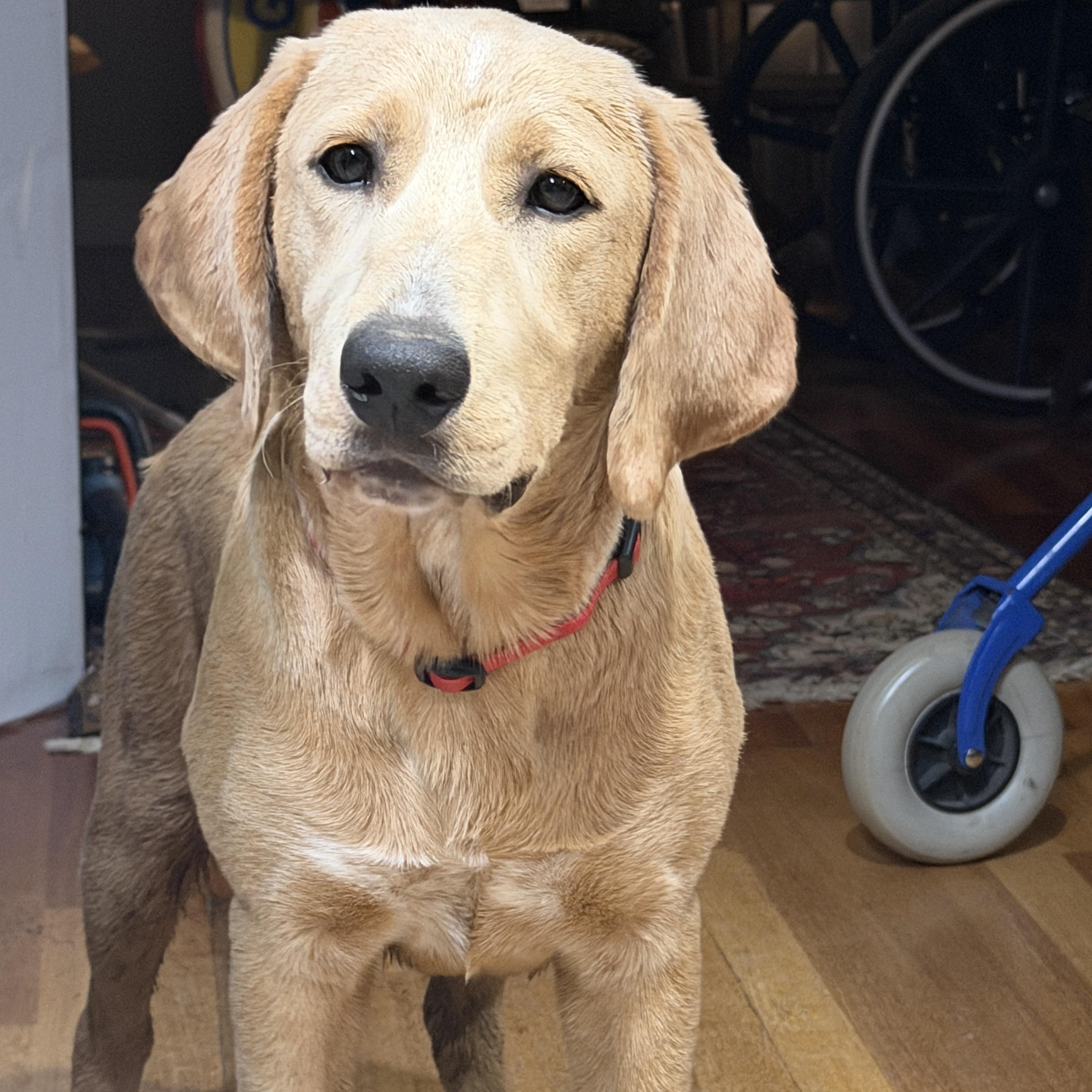 Tucker, Adoptable, Puppy Male Golden Retriever.
