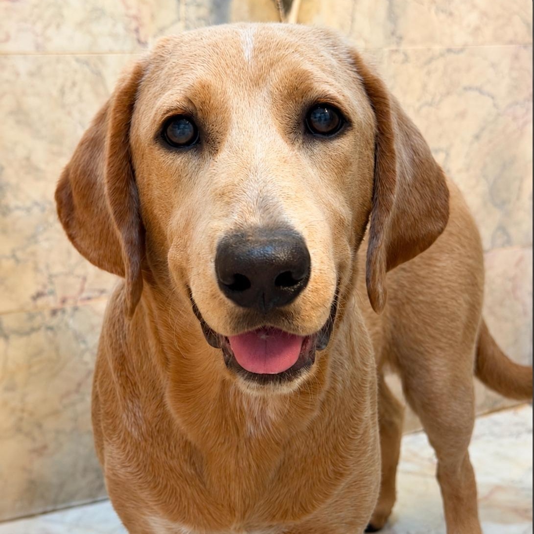 Enlarge Tucker, a Adoptable mixed breed in Portland , ME image 4/6