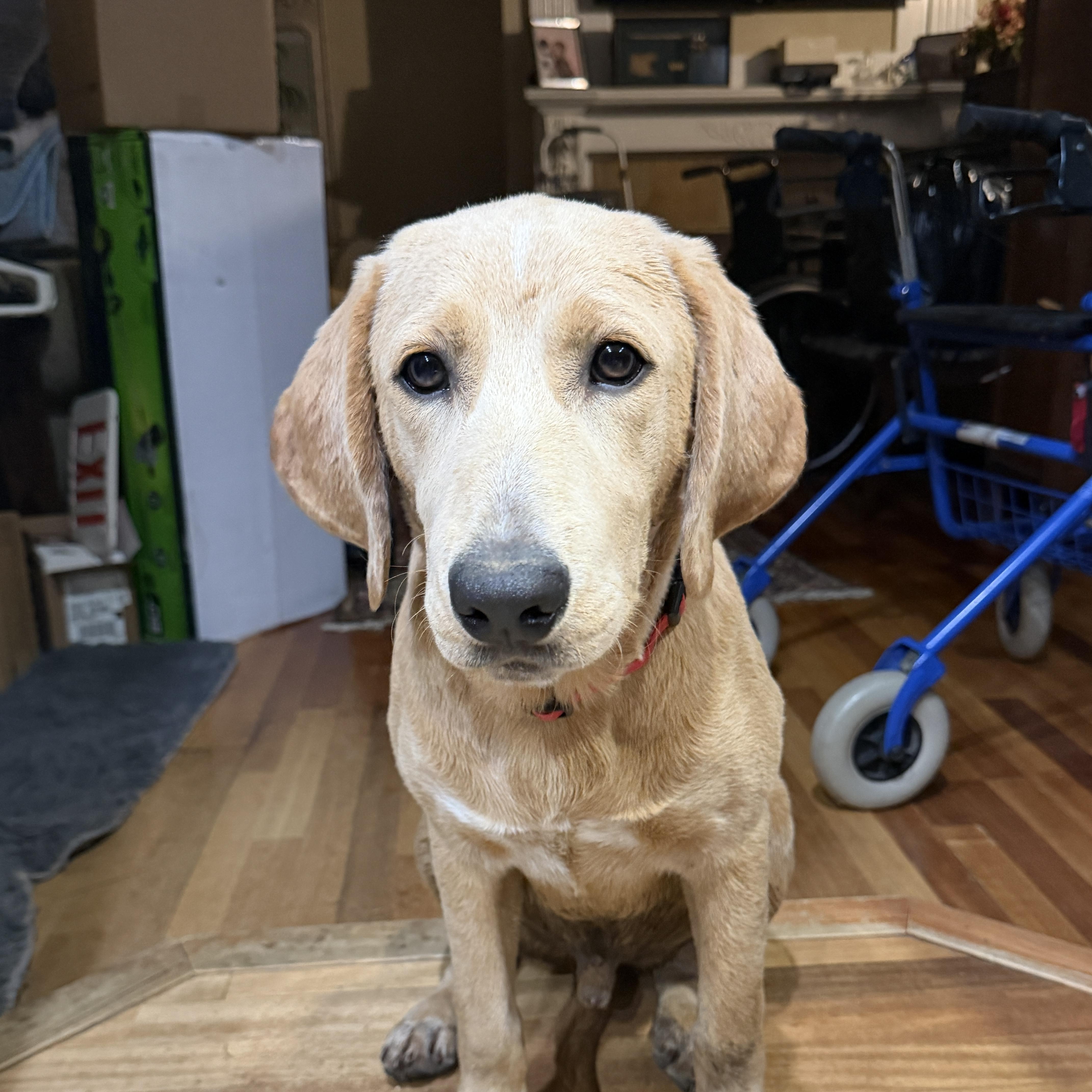 Enlarge Tucker, a Adoptable mixed breed in Portland , ME image 2/6