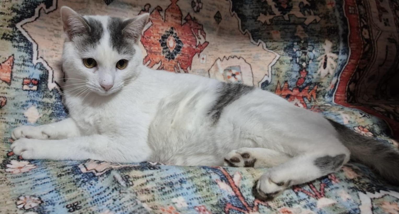 Bitsy, Adoptable, Young Female Domestic Short Hair.