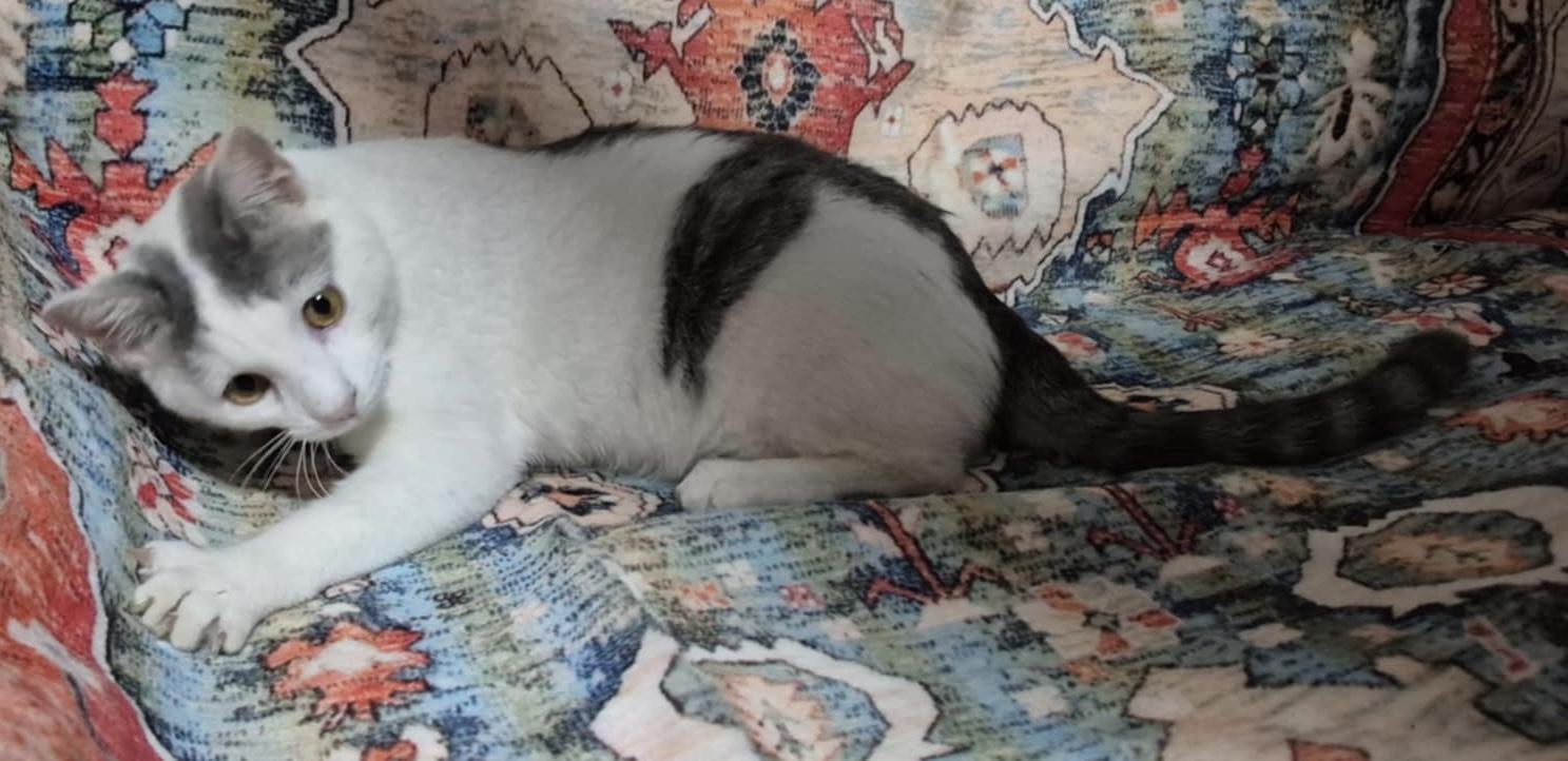 Enlarge Bitsy, a Adoptable Domestic Short Hair in Maiden, NC image 2/4