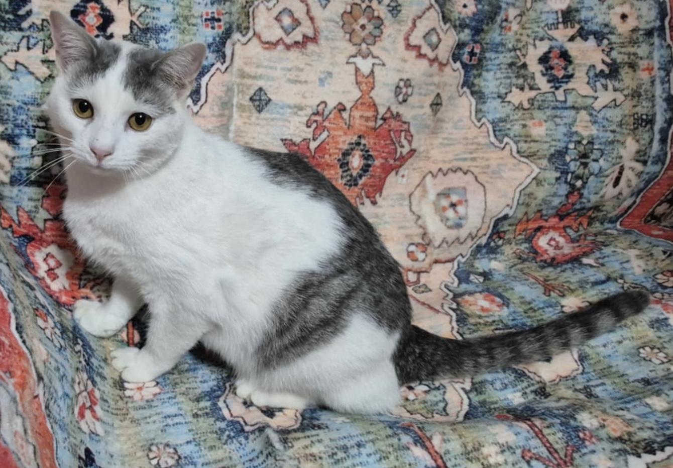 Enlarge Bitsy, a Adoptable Domestic Short Hair in Maiden, NC image 3/4