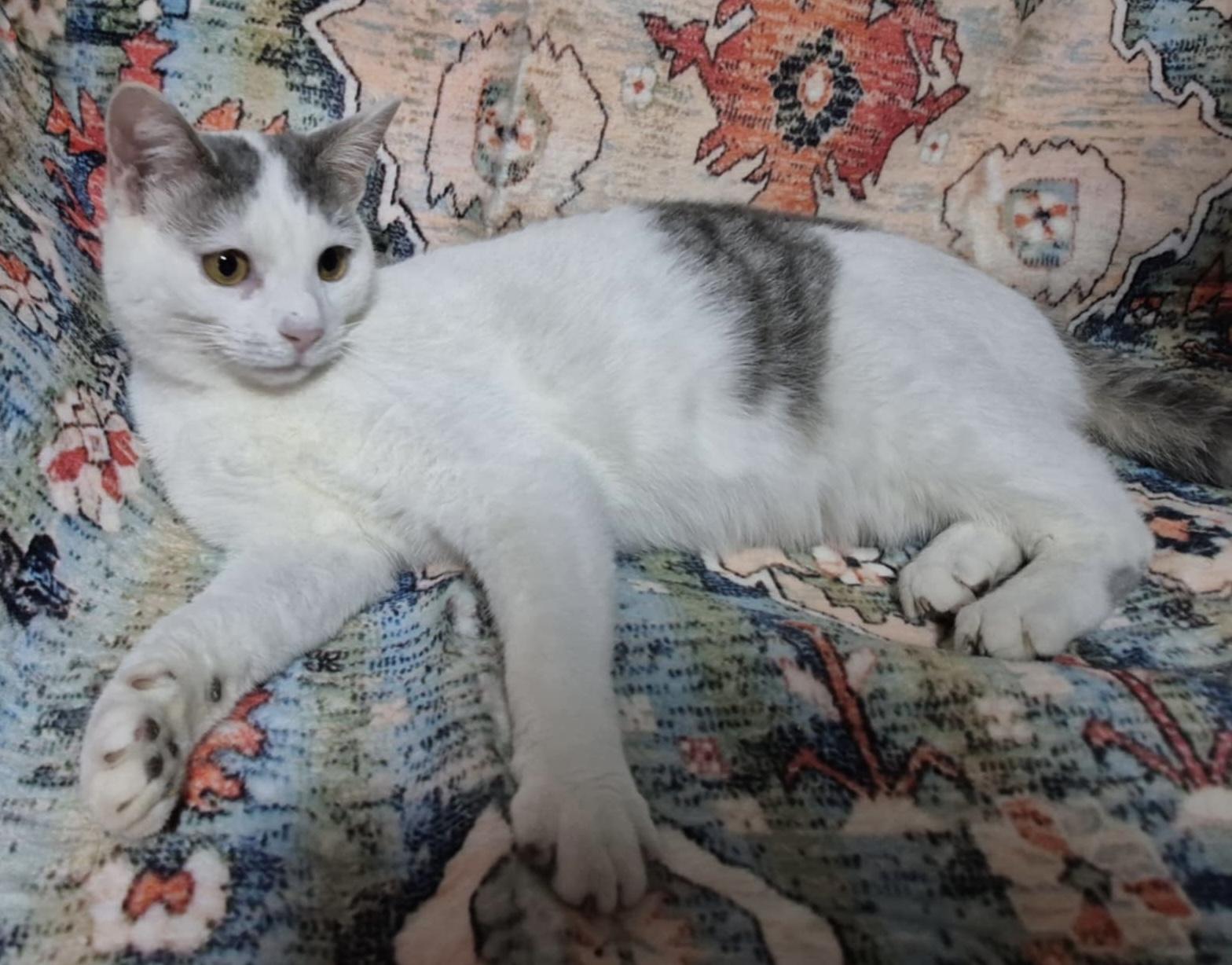 Enlarge Bitsy, a Adoptable Domestic Short Hair in Maiden, NC image 4/4