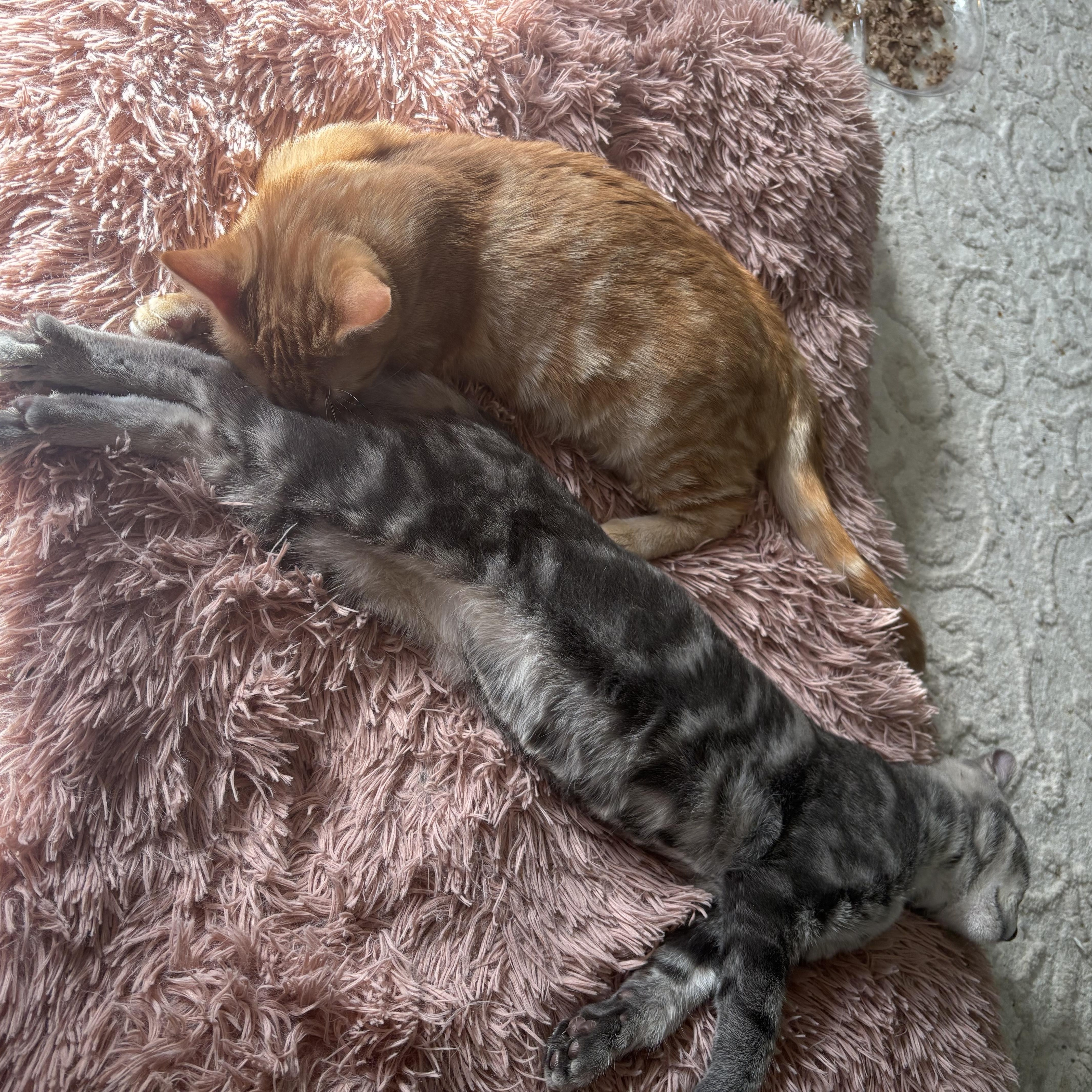 Oliver & Cooper, Adoptable, Kitten Female Domestic Short Hair.