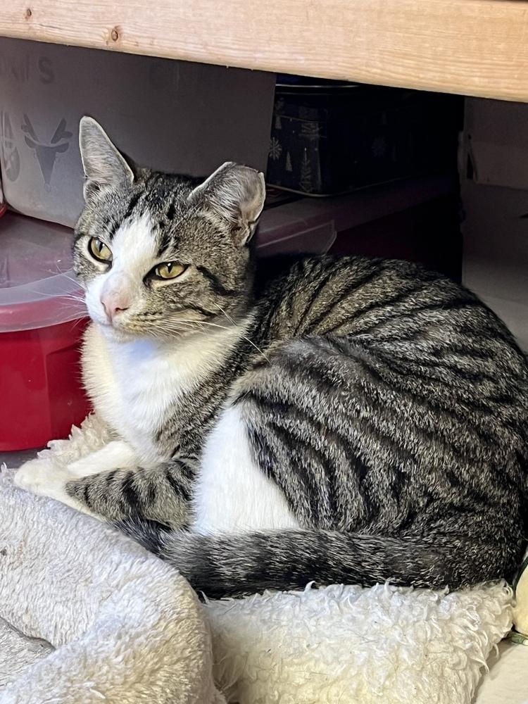 Jack, Adoptable, Young Male Domestic Short Hair & Domestic Short Hair.