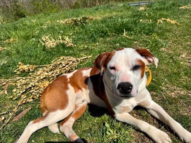 Enlarge Buster, a Adoptable Mixed Breed in Point Pleasant, WV image 2/2