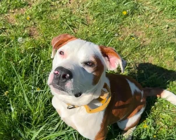 Buster, Adoptable, Young Male Mixed Breed.
