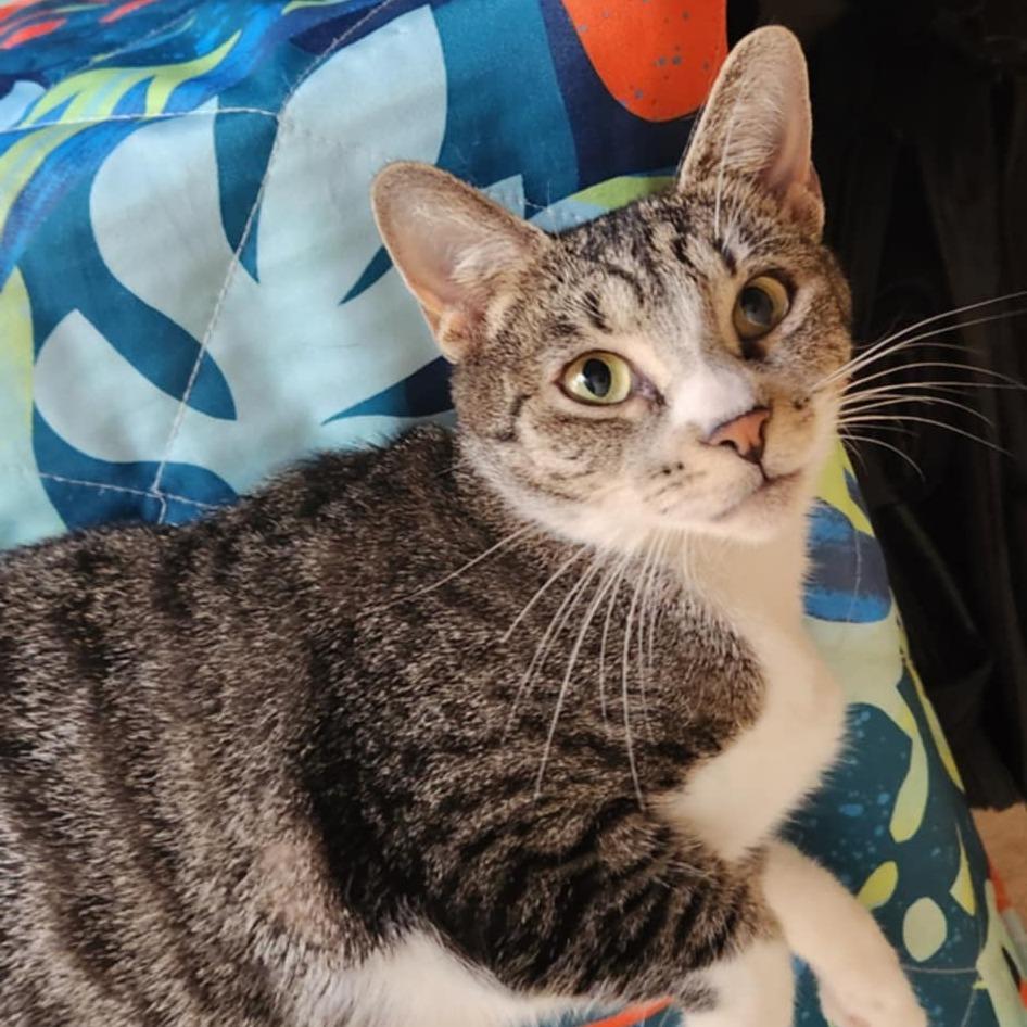 Miss Kitty, Adoptable, Adult Female Domestic Short Hair.