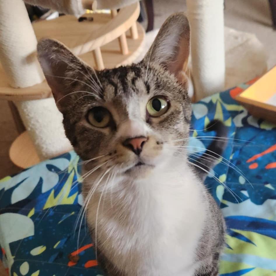 Miss Kitty, a Adoptable Domestic Short Hair in Southington, OH image 2/2