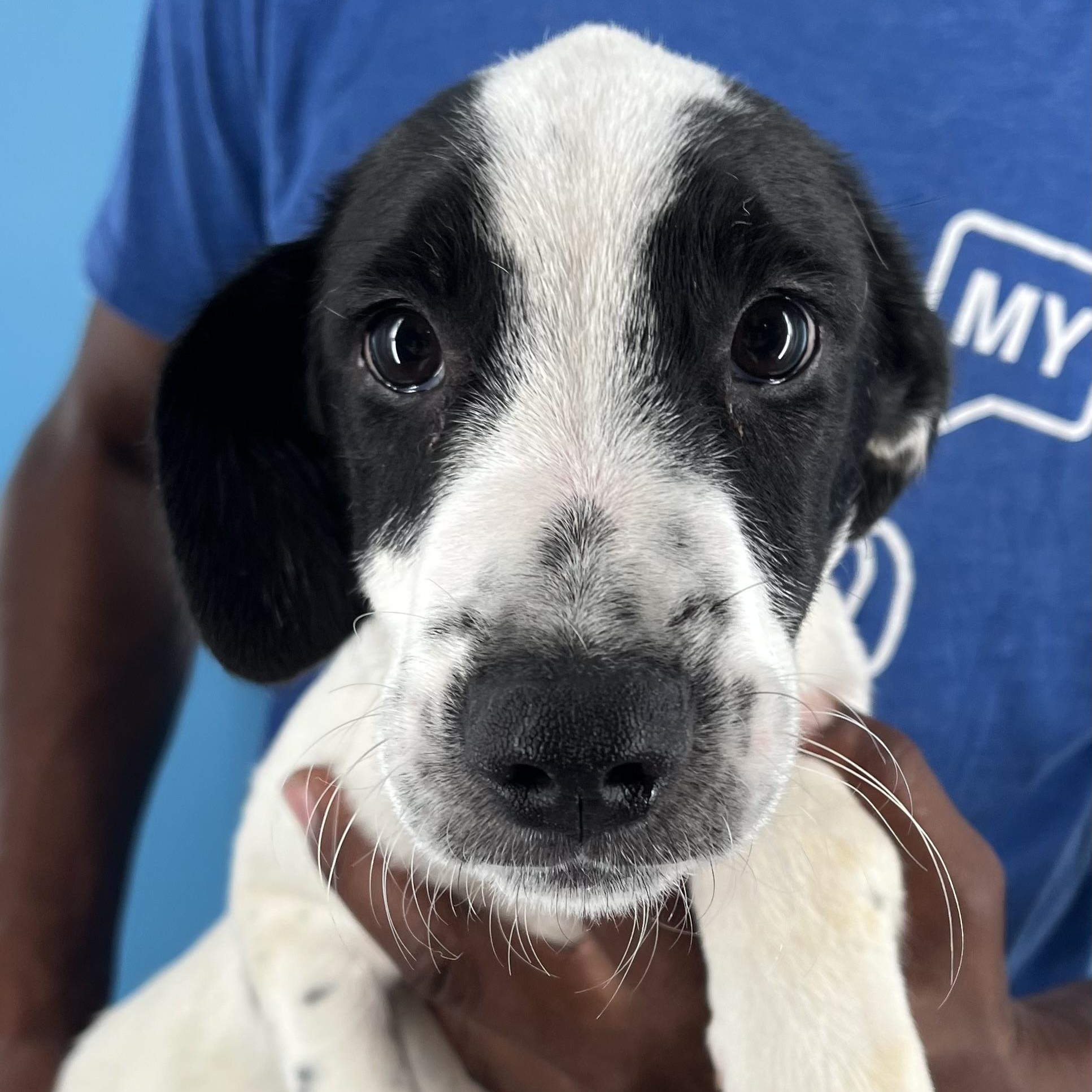 Cricket - Local Sept 26-28