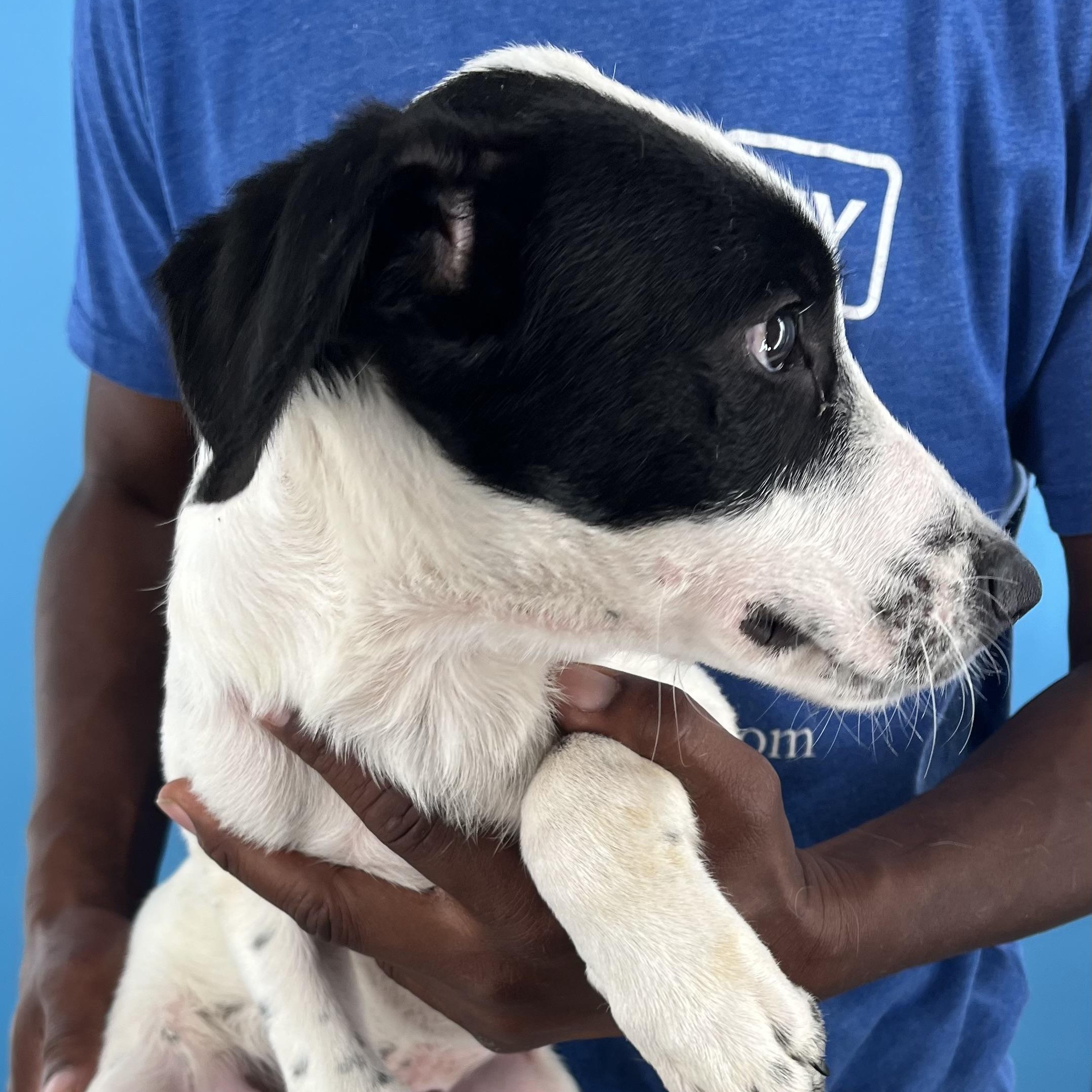 Cricket - Local Sept 26-28