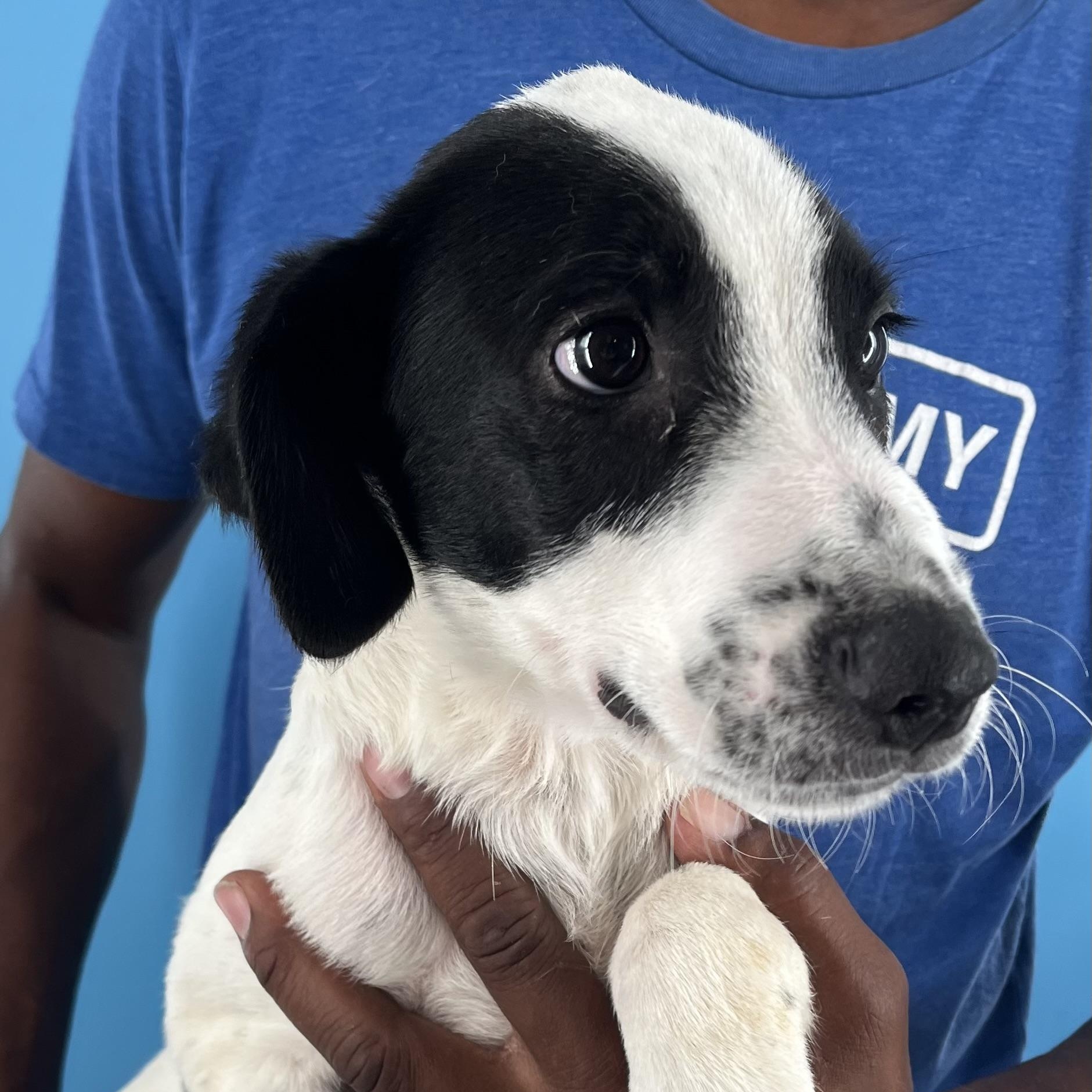 Cricket - Local Sept 26-28