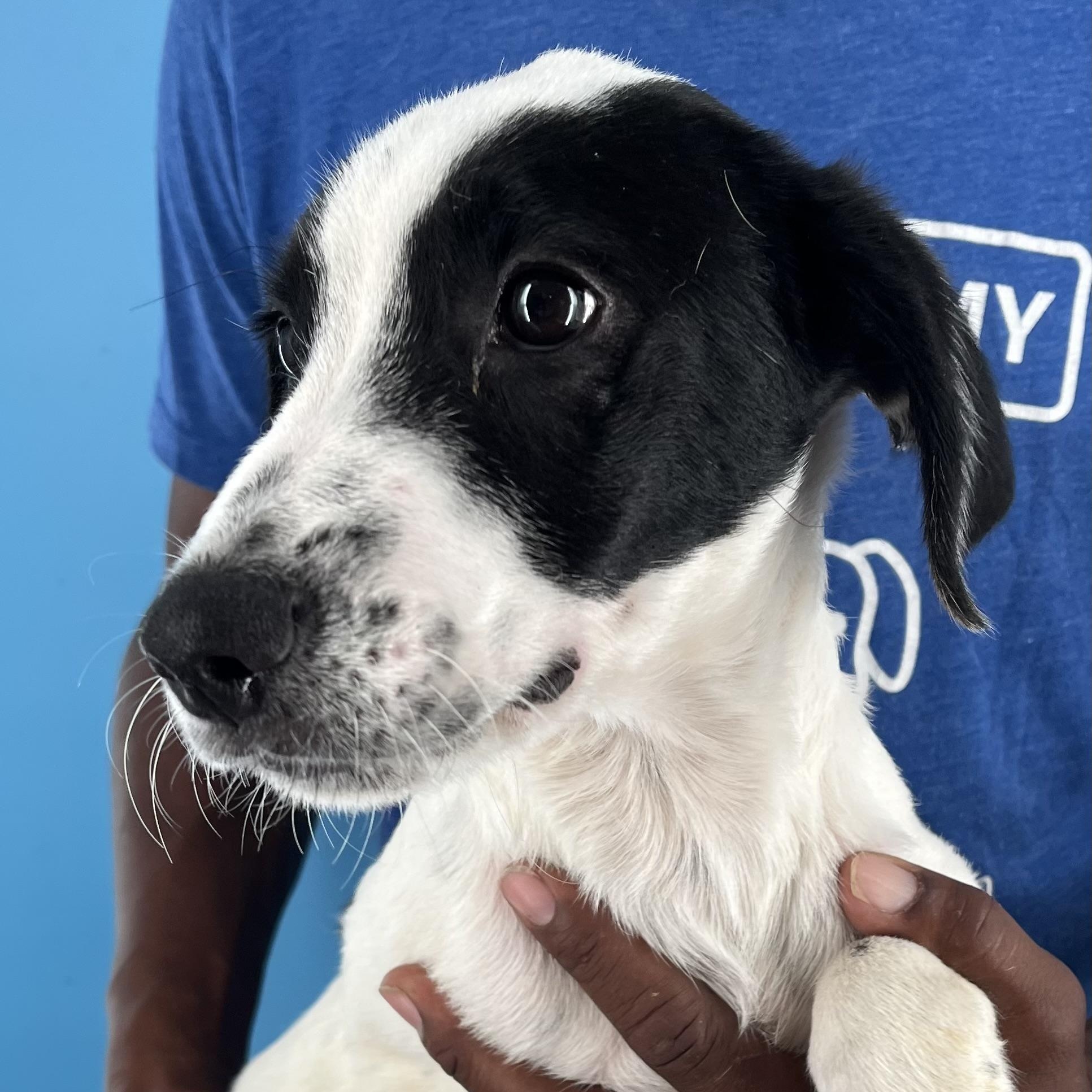 Cricket - Local Sept 26-28