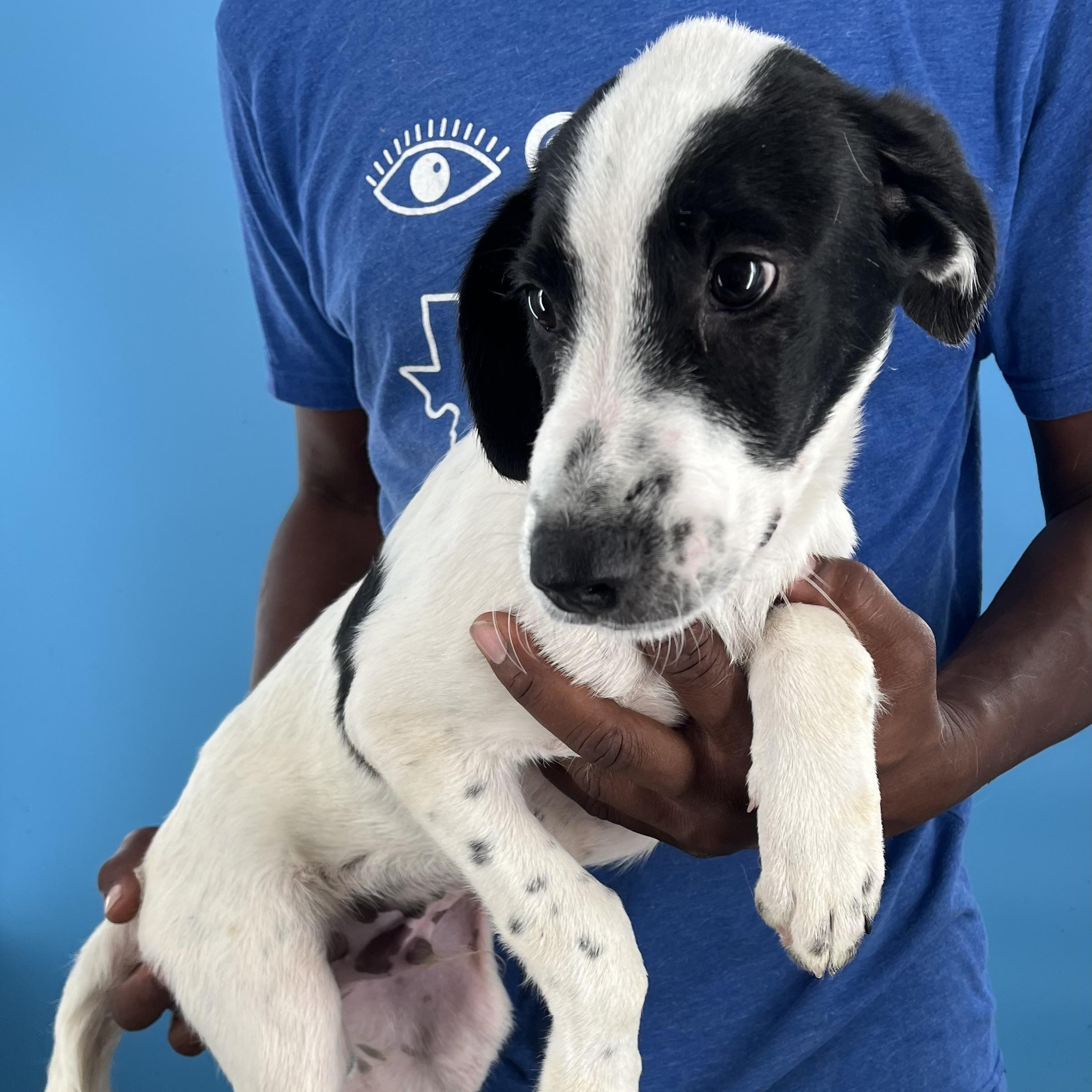 Cricket - Local Sept 26-28