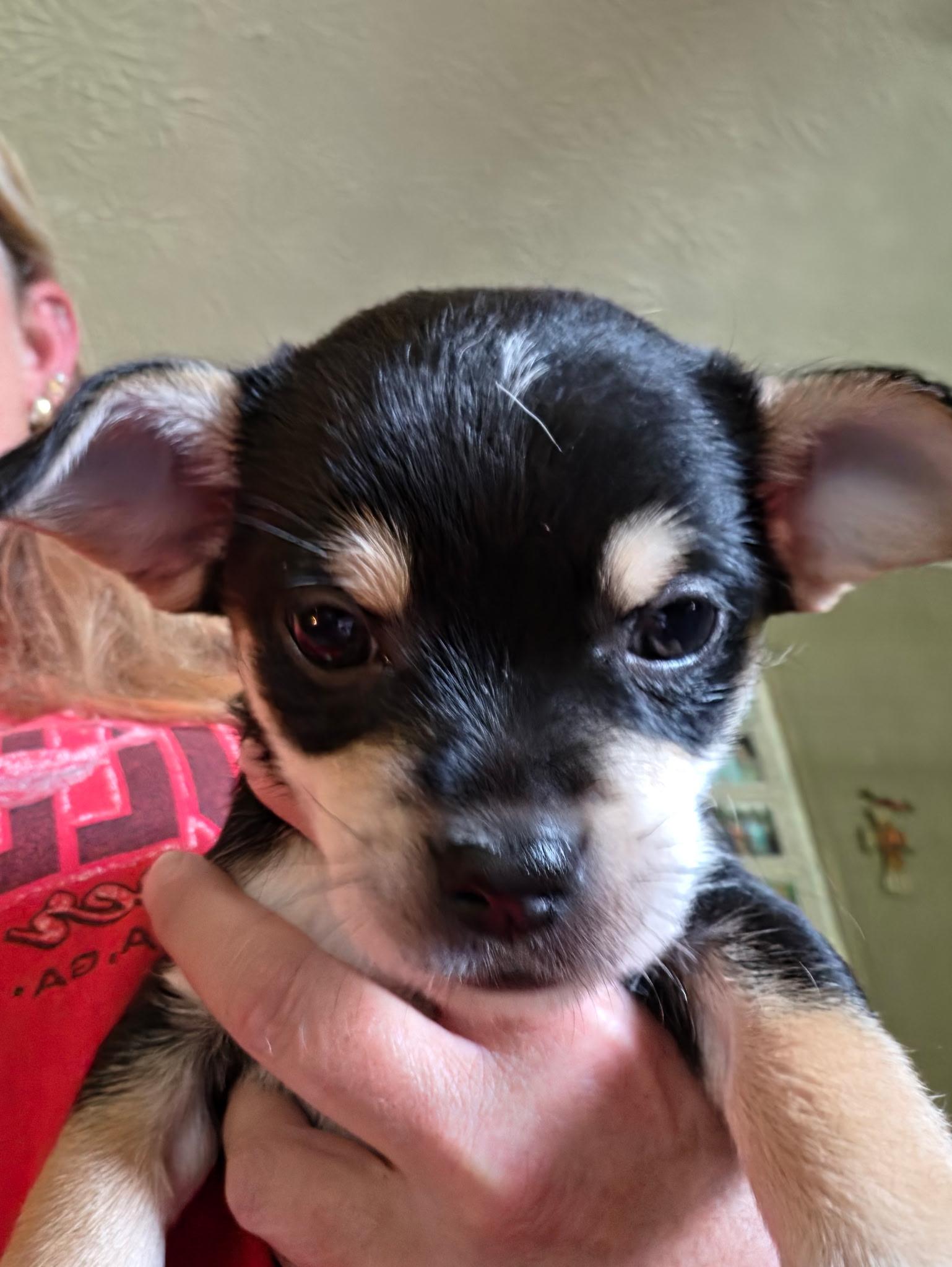 PUA 2026-334, Adoptable, Puppy Male Chihuahua.