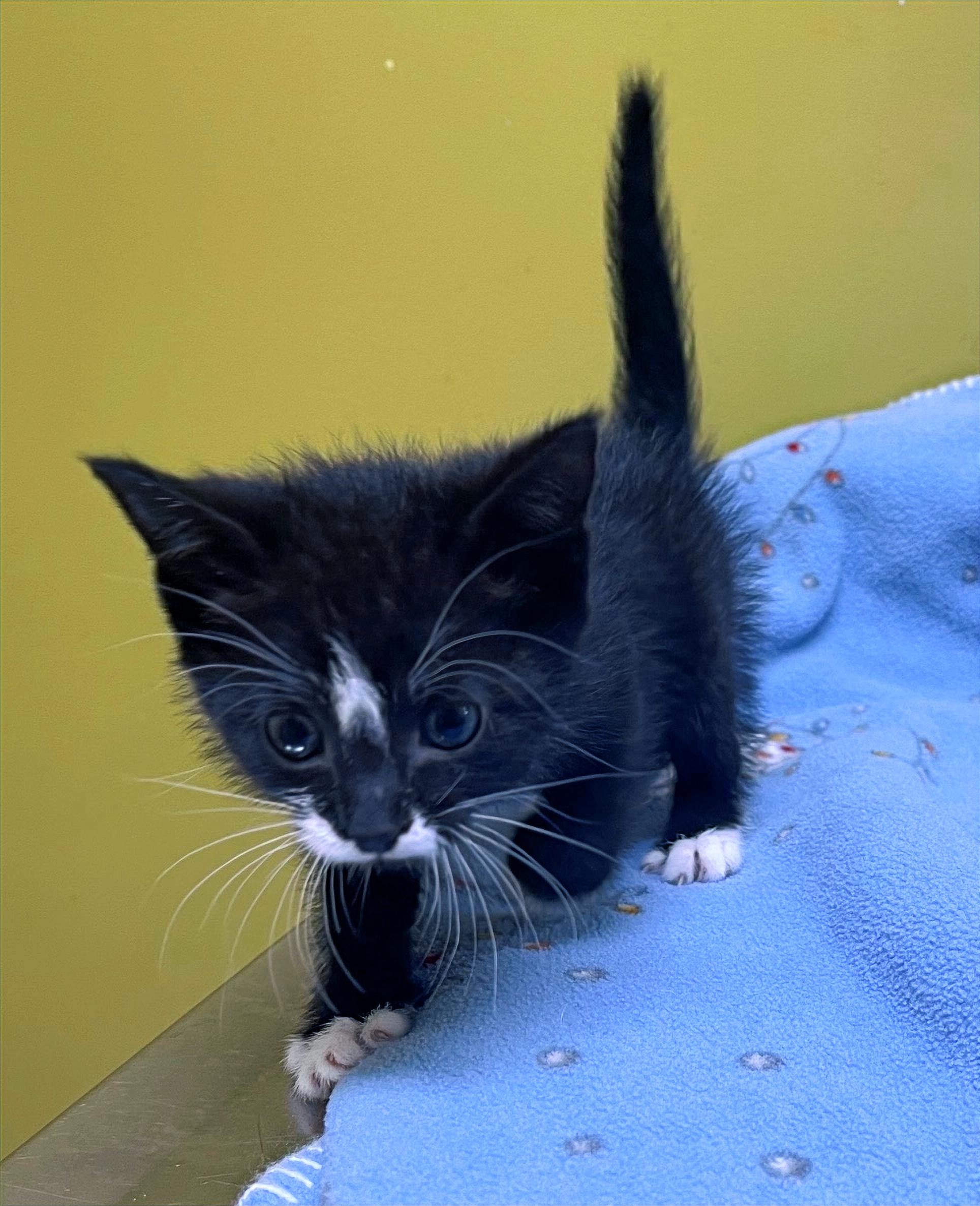 Tiny, a Adoptable Domestic Short Hair in Columbia, KY image 2/4