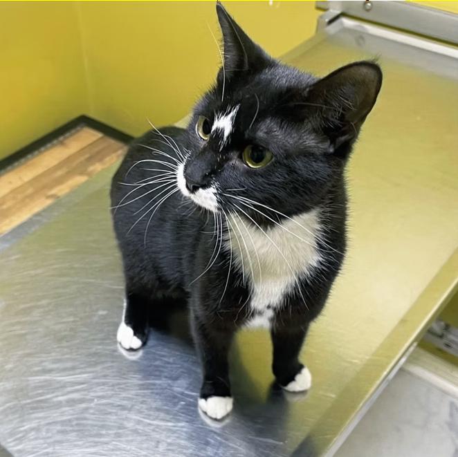 Enlarge Tiny, a Adoptable Domestic Short Hair in Columbia, KY image 4/4